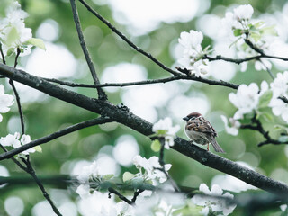 鲸鱼到底是怎样从陆地四肢动物下海进化而来？